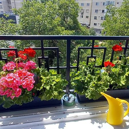 33 Coquette Apartment Baia Mare Eksteriør bilde